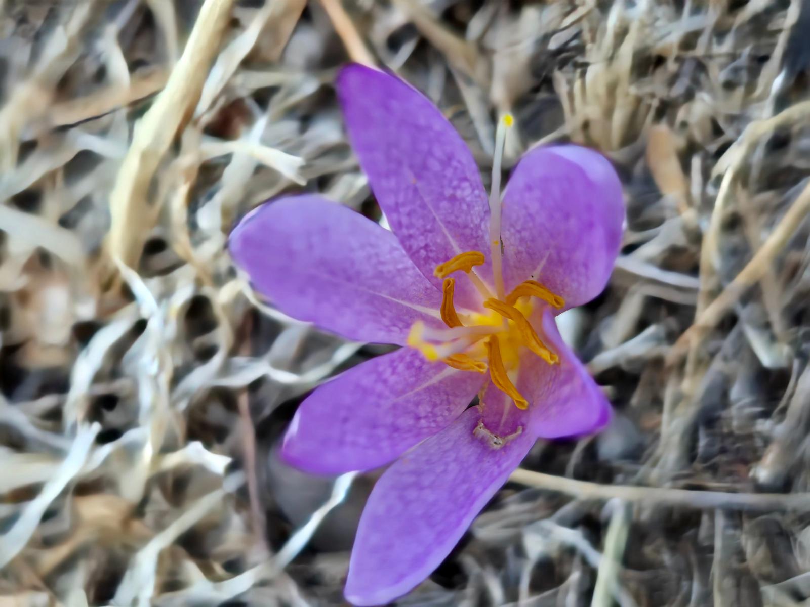 Harran Üniversitesinden bilim dünyasını heyecanlandıran gelişme!  “Colchicum Akanii”