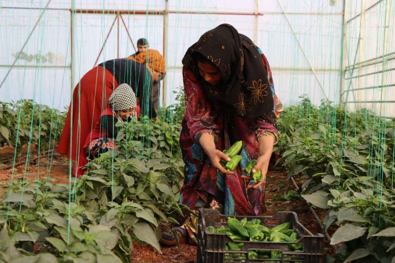 Şanlıurfa’daki serada isot üretimi devam ediyor