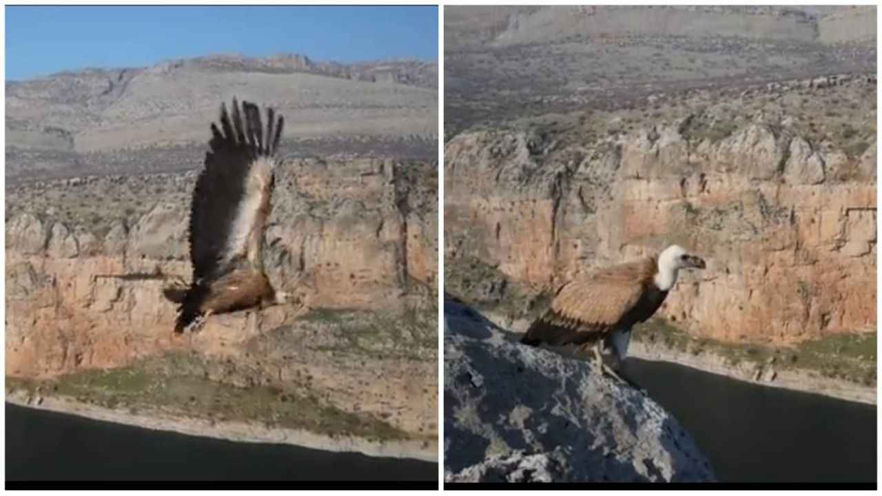 Tedavisi tamamlanan kızıl akbaba doğaya bırakıldı!