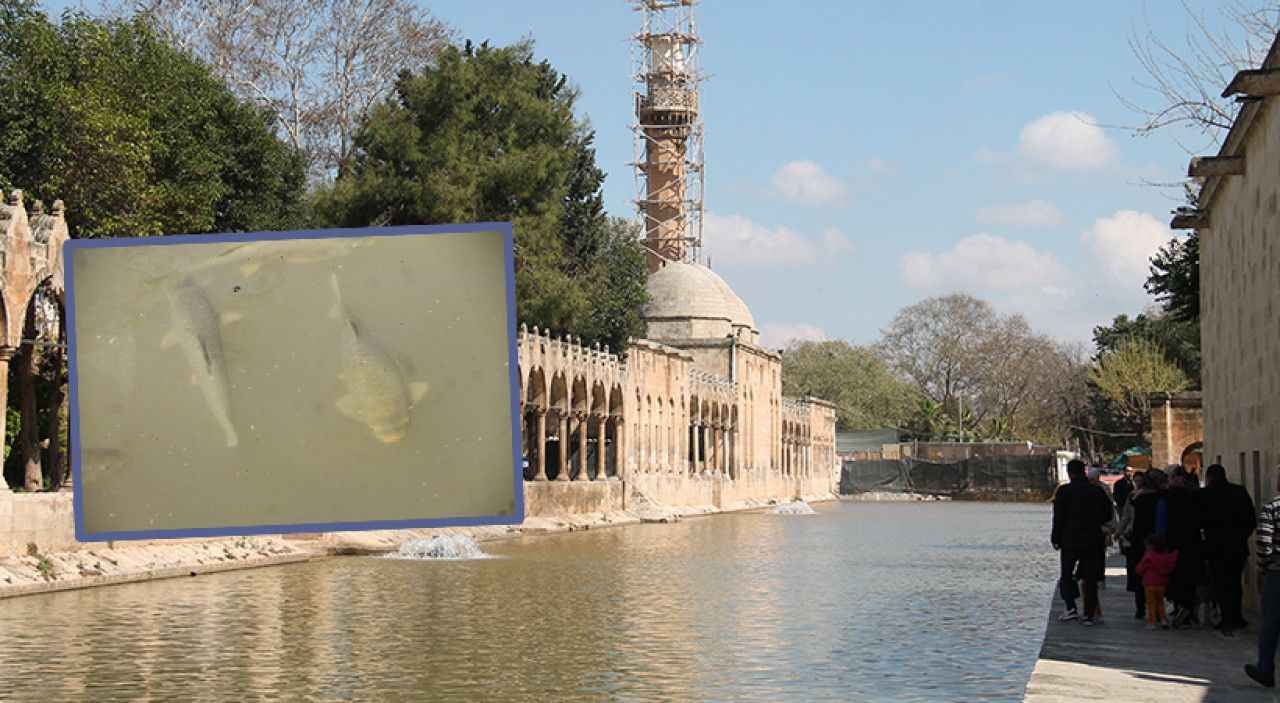 Balıklara ne oldu diye merak edenlere iyi haber