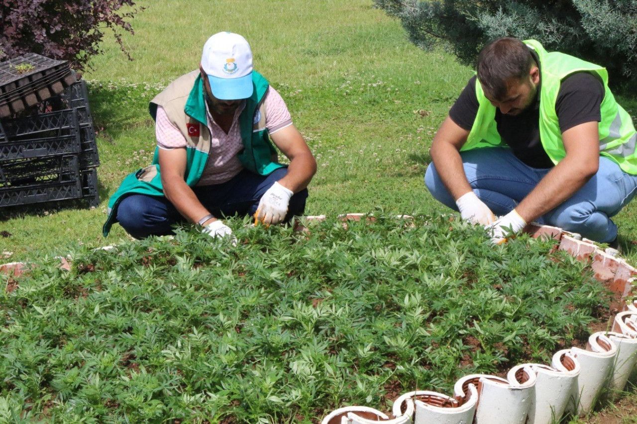 Haliliye çiçekler toprakla buluşuyor