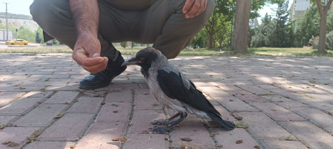 Urfa’da bitkin halde bulunan karga tedaviye alındı