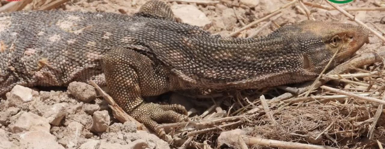 Şanlıurfa'da tedavisi tamamlanan çöl varanı doğaya salındı