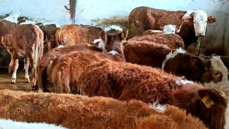 Kurban Bayramı öncesi şap hastalığı şoku! Bir ilçede kurban satışı yasaklandı