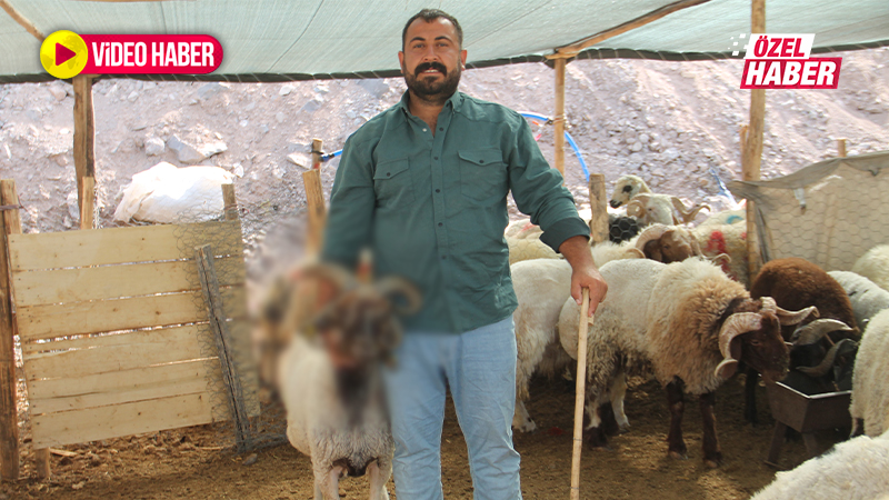 Şanlıurfa’da kurban pazarının en ilginç hayvanı! Gören şaşıp kalıyor