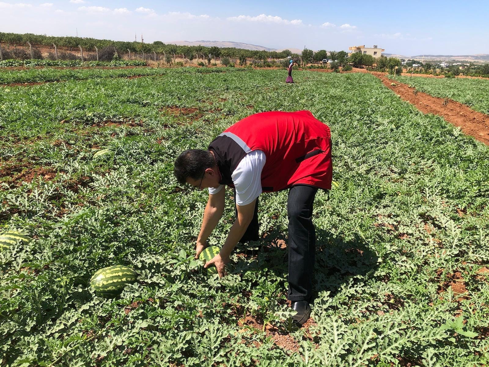 Şanlıurfa’nın serinleten meyvesi çıktı! Hasat devam ediyor