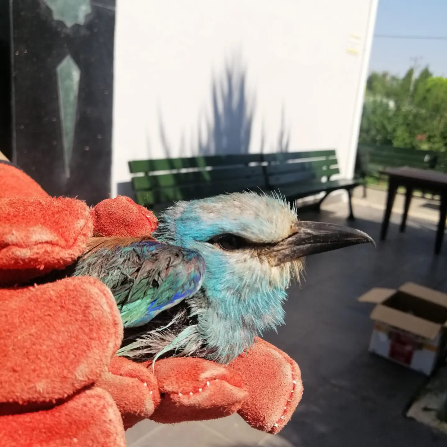 Şanlıurfa’da nadir olarak bulunuyor! Tedavi altına alındı