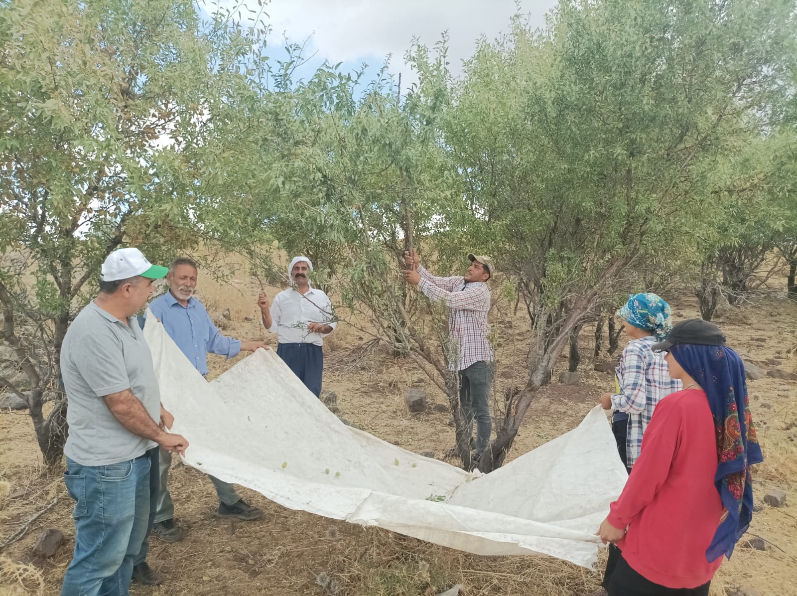 Şanlıurfa’da emekler karşılıksız kalmadı! Ürün alınmaya başlandı