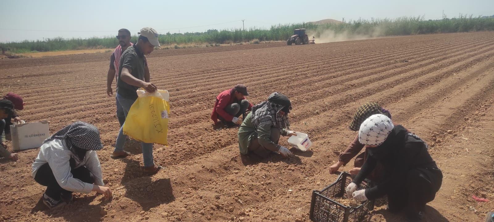 Dünya’nın en pahalı baharatı: Şanlıurfa'da yetiştirilecek