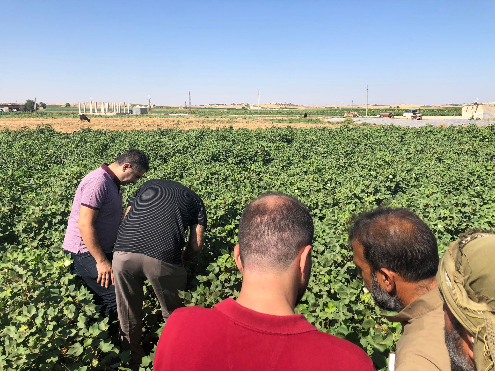 Şanlıurfa’da pamuk üreticilerin kabusu oldu: Uzmanlar uyardı!