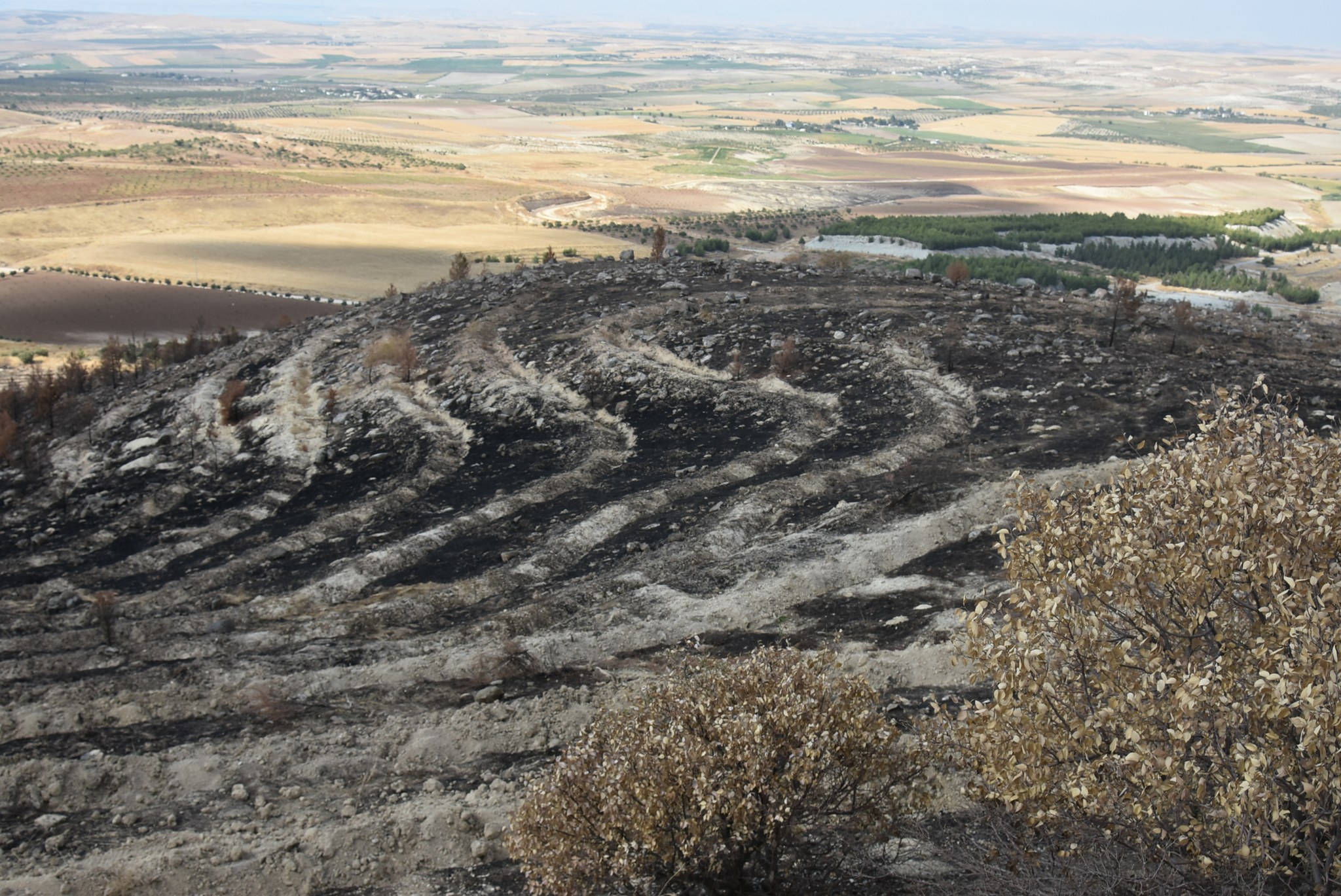 Şanlıurfa'da yanan alanlar yeniden yeşilleniyor: Ekipler harekete geçti