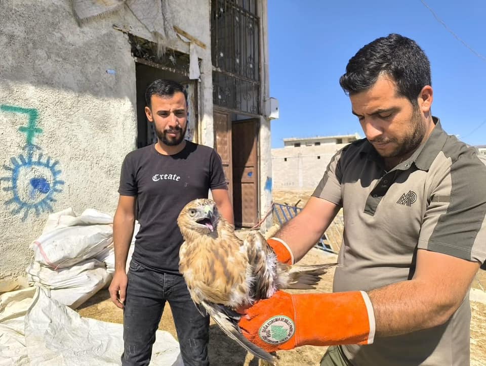 Şanlıurfa'da bulunan yaralı kartal tedavi altına alındı