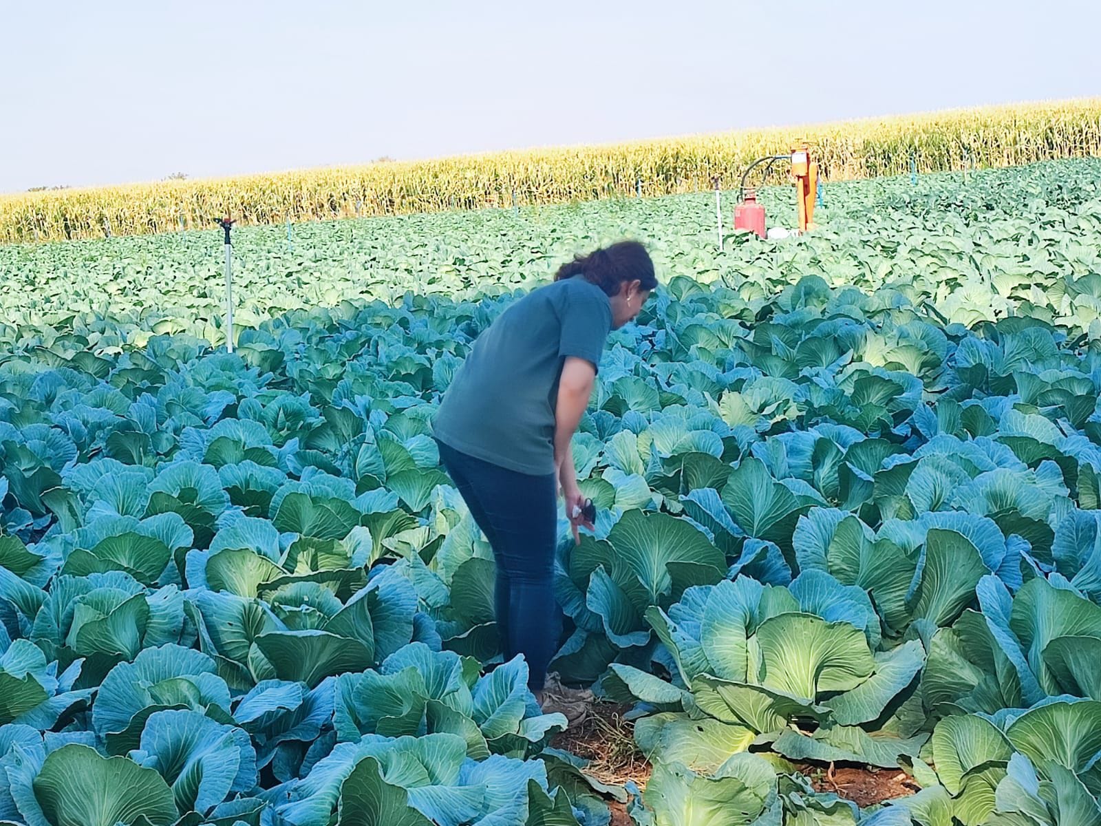 Şanlıurfalı çiftçinin yardımına yetişti: Tespiti yapıldı