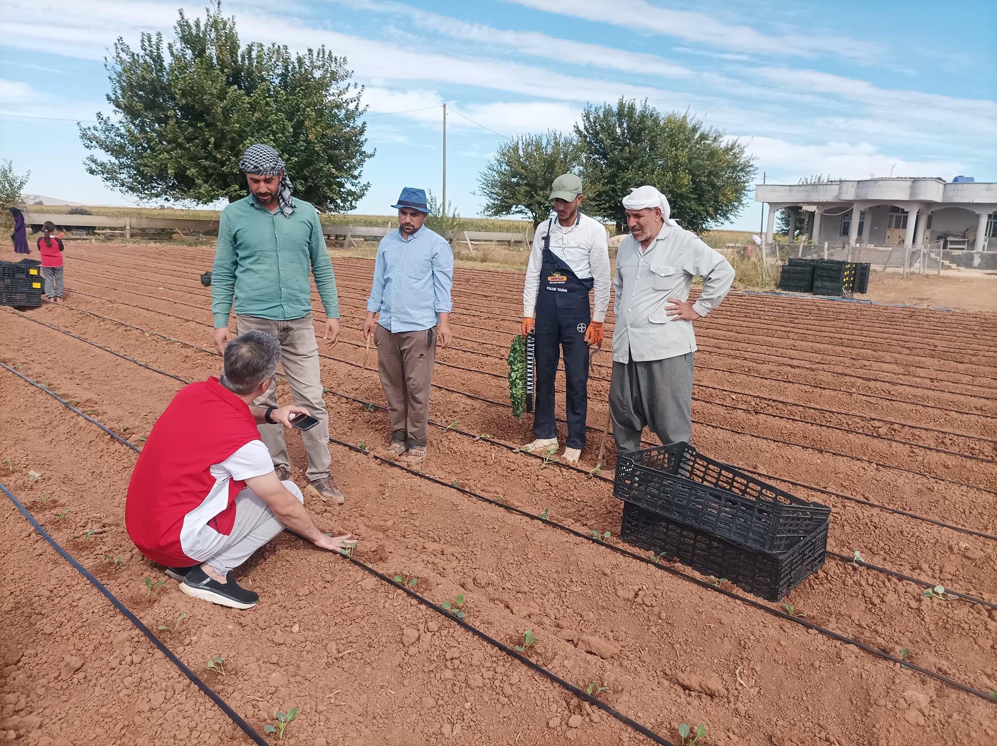 Şanlıurfa’da pamuk ve buğdaya alternatif ürün! Teşvik ile yaygınlaşıyor…