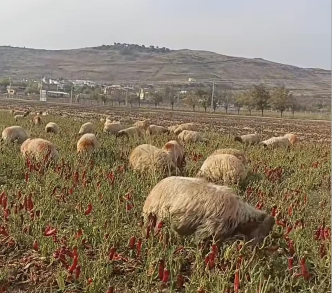 Şanlıurfa'nın 'kırmızı altını'nda fiyat çakıldı! Hayvanlara yem oldu