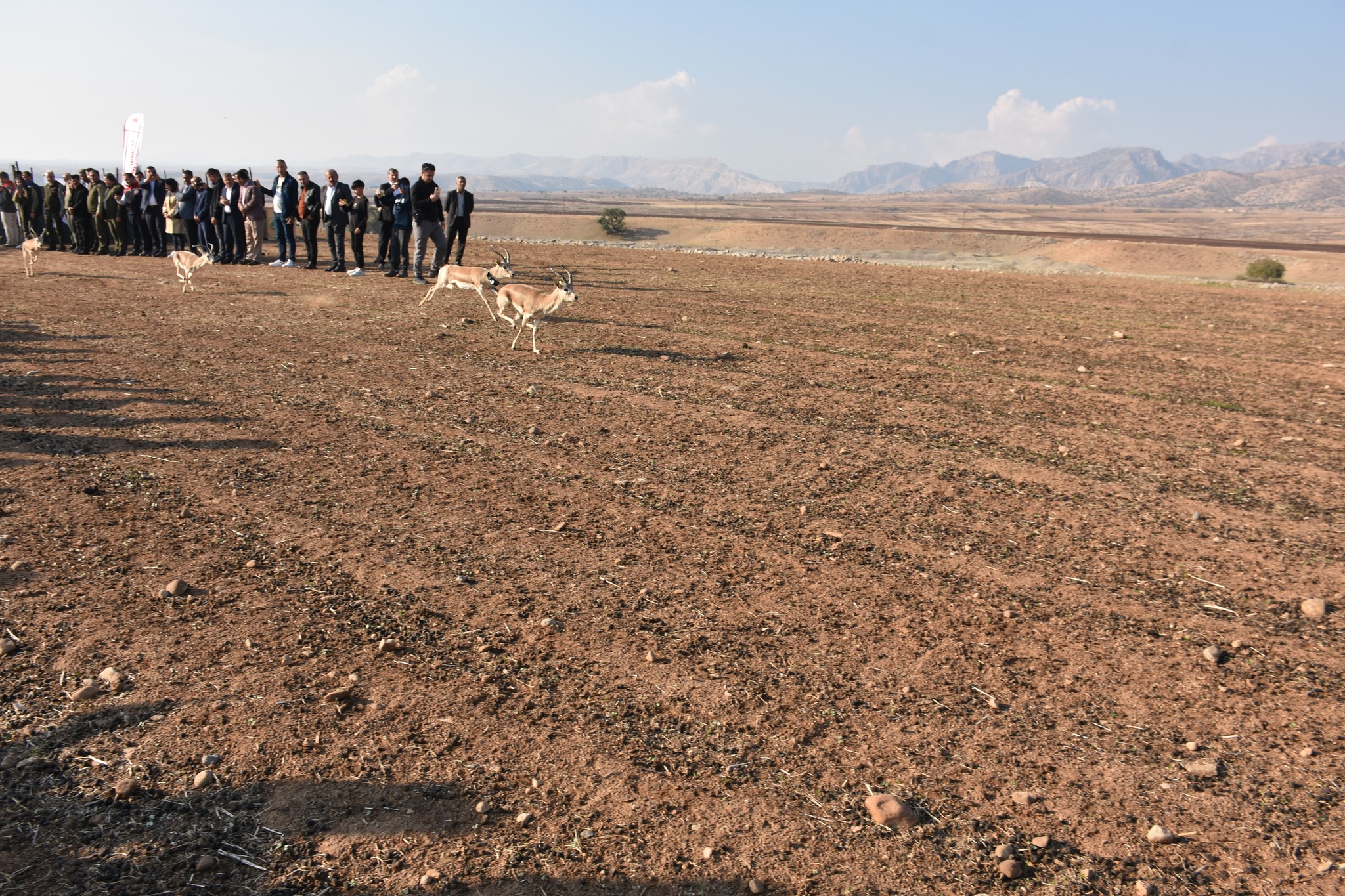 Şanlıurfa’da yetiştirildi: Cudi Dağı’nda doğaya salındı