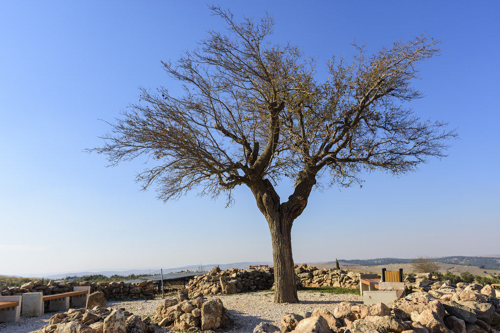 Göbeklitepe’nin en büyük sırlarından biri! Yaşlı dut ağacı