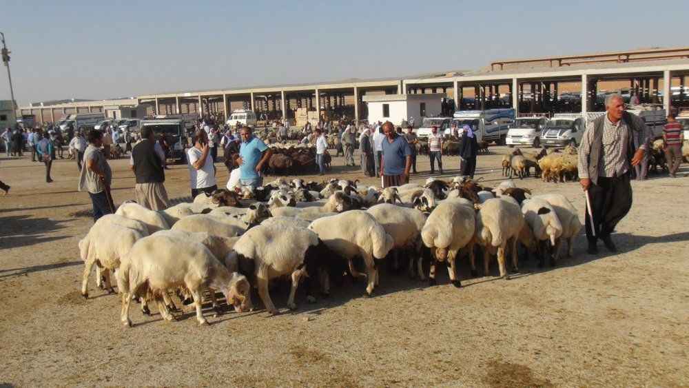 Şanlıurfa’da görenler hem şaşırdı hem  gülümsedi! Bakın kurbanlık koyunu nasıl taşıdı?