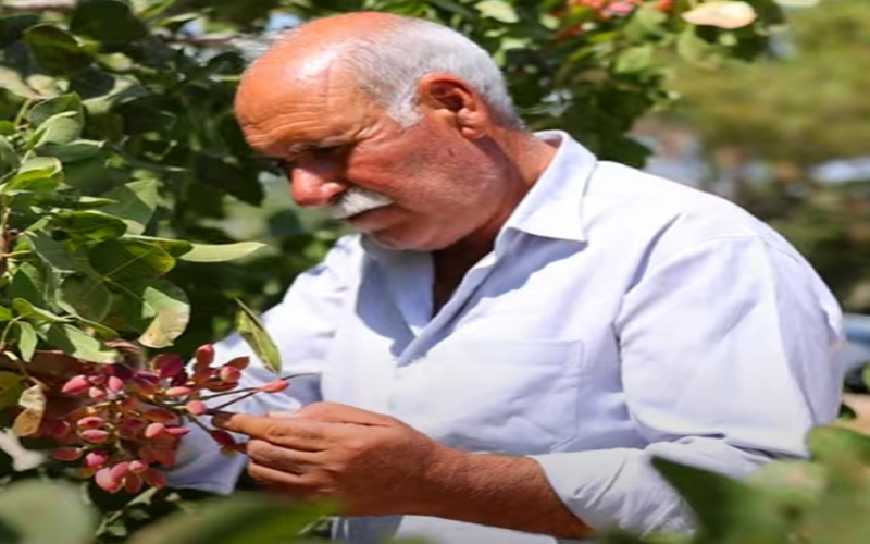 Şanlıurfa'da fıstık ağaçları için ekipler harekete geçti: Verim artıyor