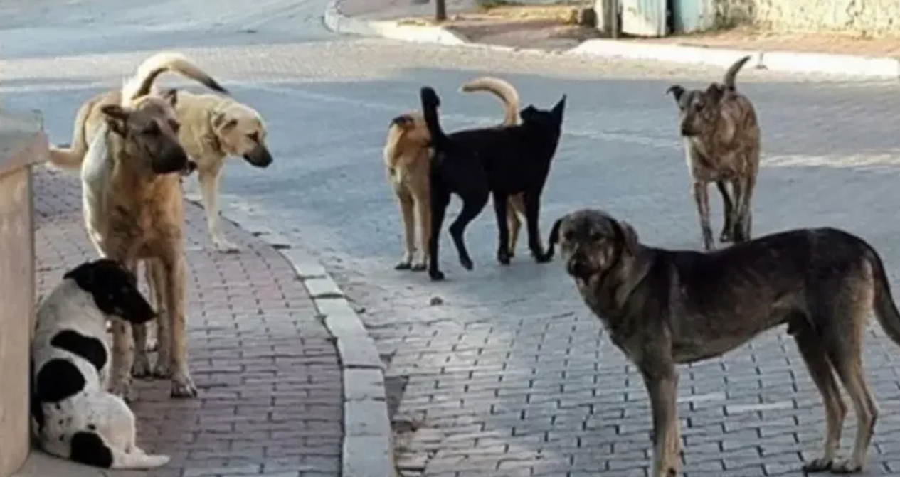 Şanlıurfa'nın yanı başında kuduz vakası! 9 yaşında çocuk ağır yaralandı