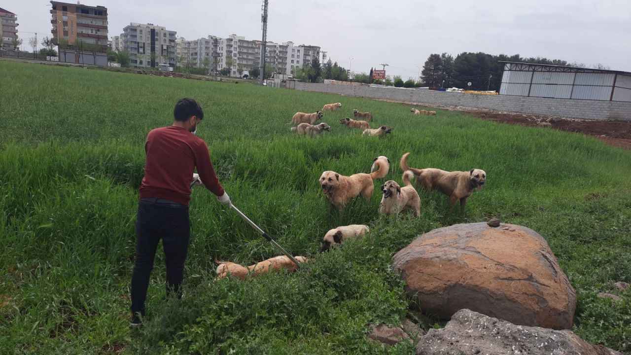 Başıboş sokak köpekleri yasasında flaş iddia! AK Partili isimler…