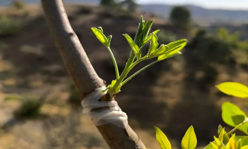 Şanlıurfa’da menengiçler fıstık ile ekonomiye kazandırılıyor!