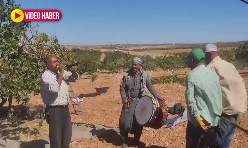 Şanlıurfa’da fıstık hasadı davul zurnayla başladı