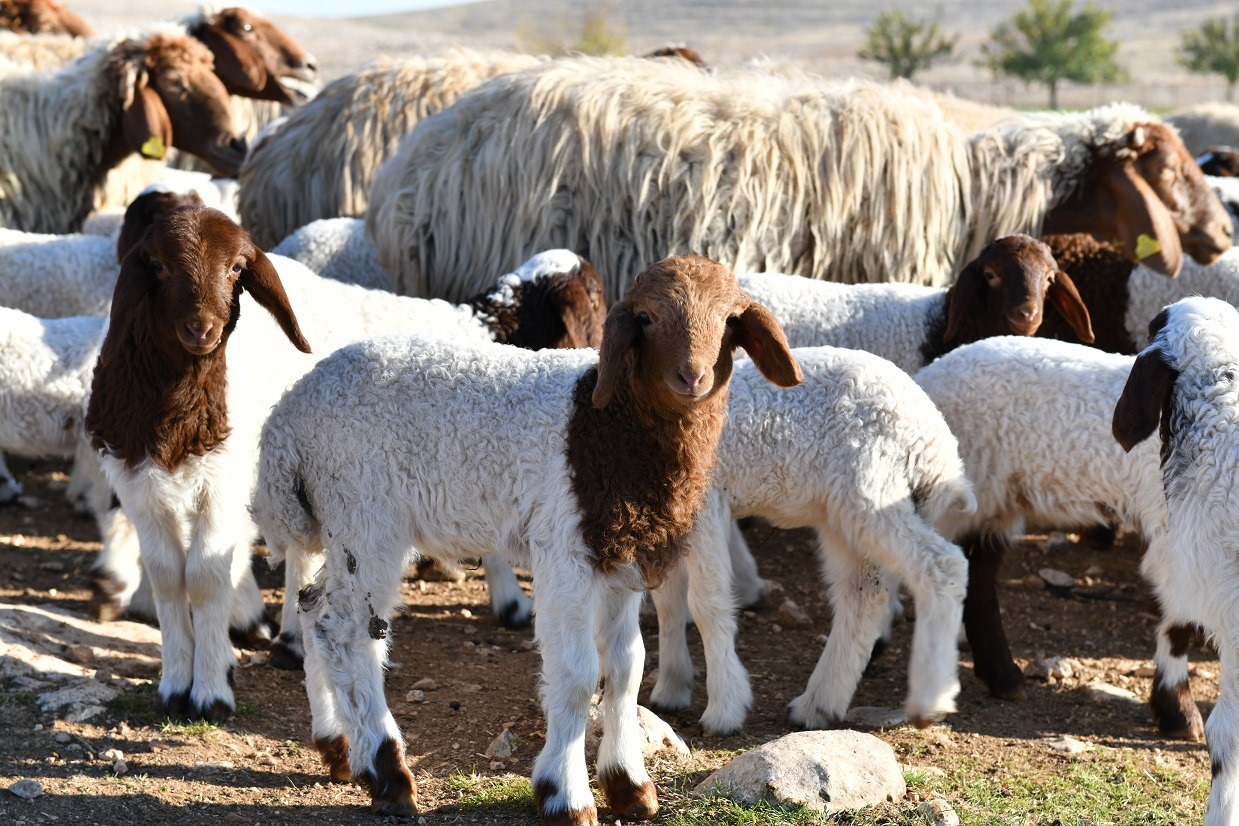 Şanlıurfa Türkiye’de üçüncü sırasında