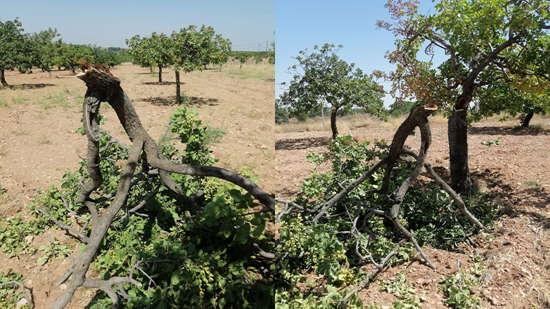 Şanlıurfa’da etkili olan fırtına nedeniyle fıstık ağaçları devrildi