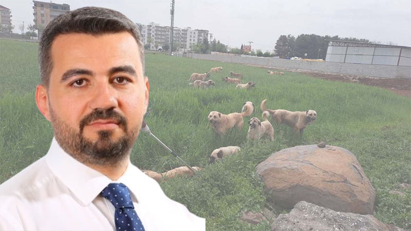 Şanlıurfa da sokak köpekleri krizi! Yetkin: Hayvanseverlikle "Köpekperestlik" aynı şey değildir