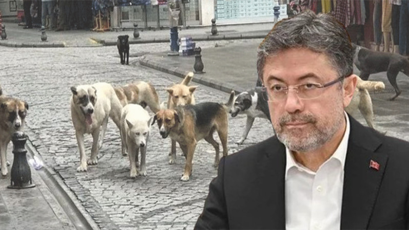 Yumaklı'dan başıboş sokak köpeği tepkisi: Adalet karşısında bunun hesabını elbet verecekler