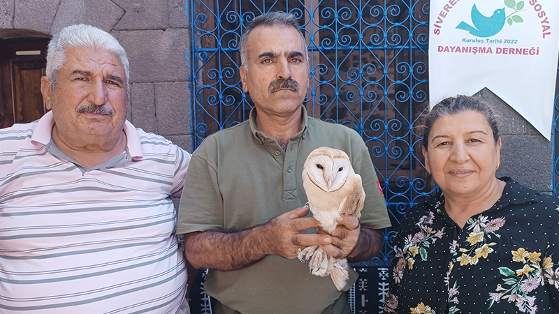 Siverek'te peçeli baykuşun ilginç kurtuluş hikayesi