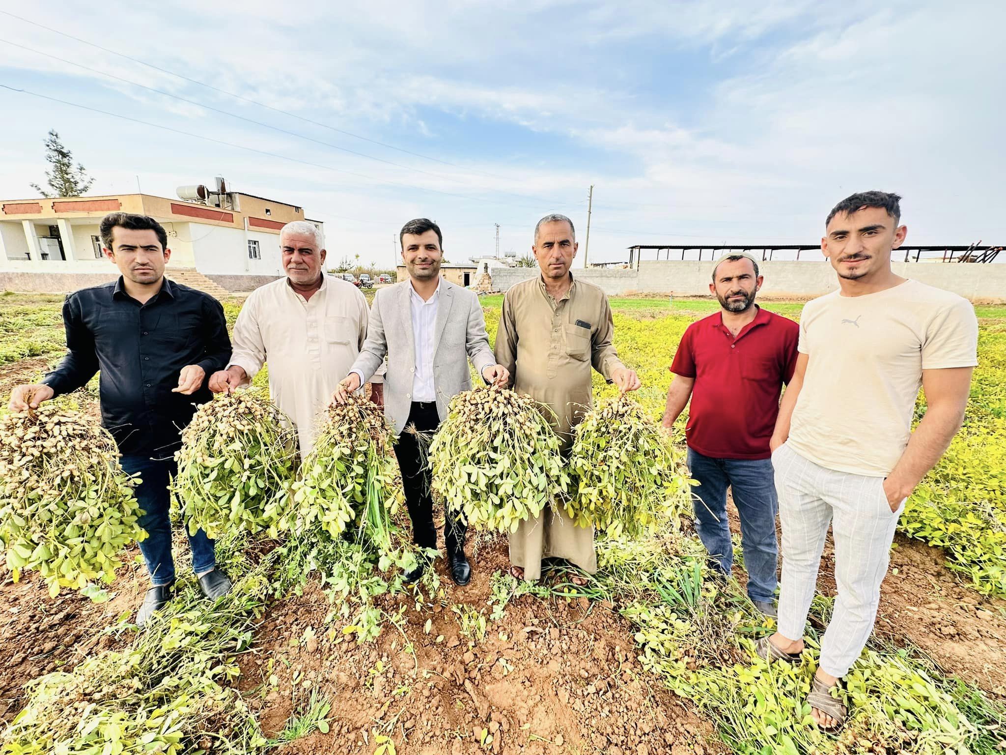 Şanlıurfalılar pamuk değil bunu ekiyor: Maliyeti az, getirisi yüksek… Hasatta bereket fışkırdı!