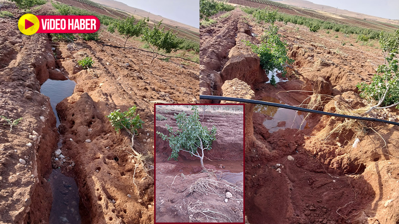 Şanlıurfa’da sulama borusu patladı! 22 dönümlük tarlada ne ağaç ne toprak kaldı