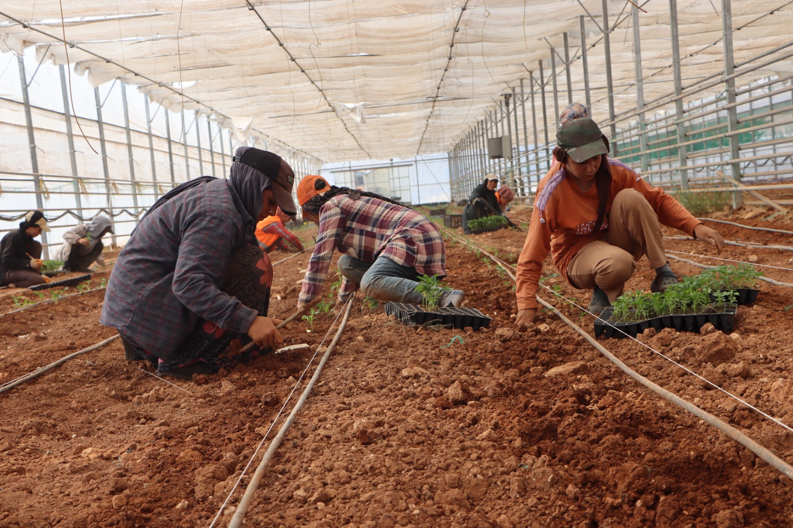 Şanlıurfa’da binlerce domates ve biber fidesi toprakla buluştu!