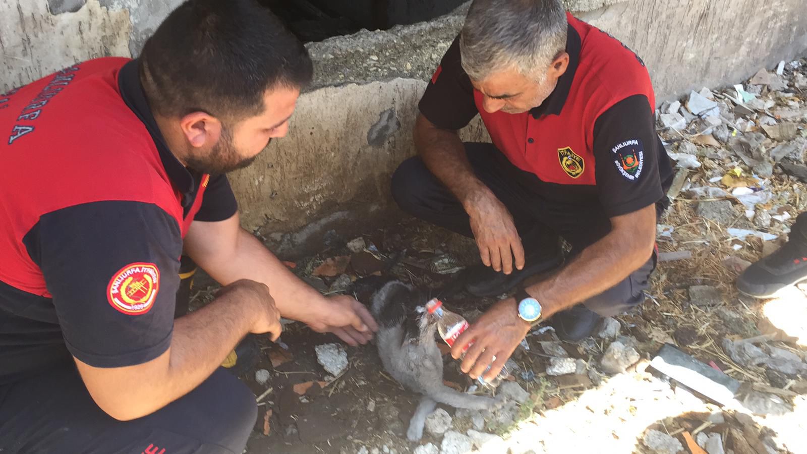 Şanlıurfa’da yangında mahsur kalan kediyi itfaiye kurtardı