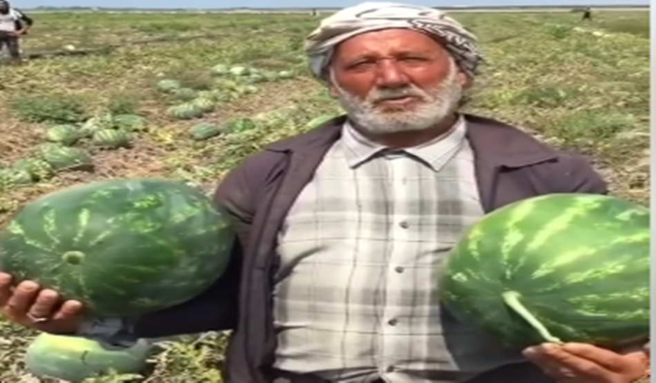 Şanlıurfa'da eken şanslıydı! Şimdi tam tersi oldu