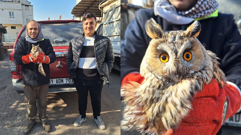 Şanlıurfa'da bitkin halde bulunan kulaklı orman baykuşu koruma altına alındı