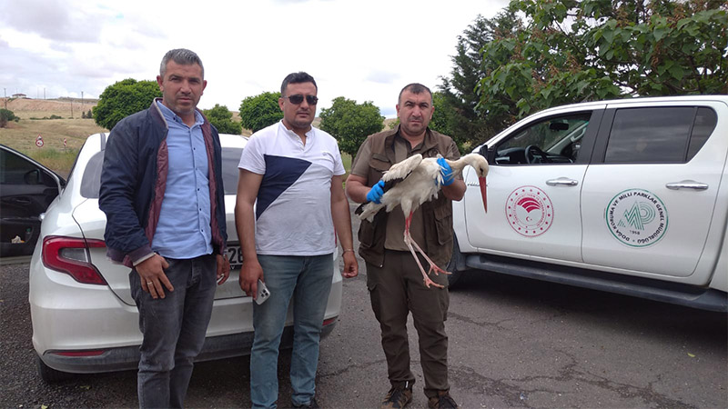 Şanlıurfa'da yaralı leylek bulundu