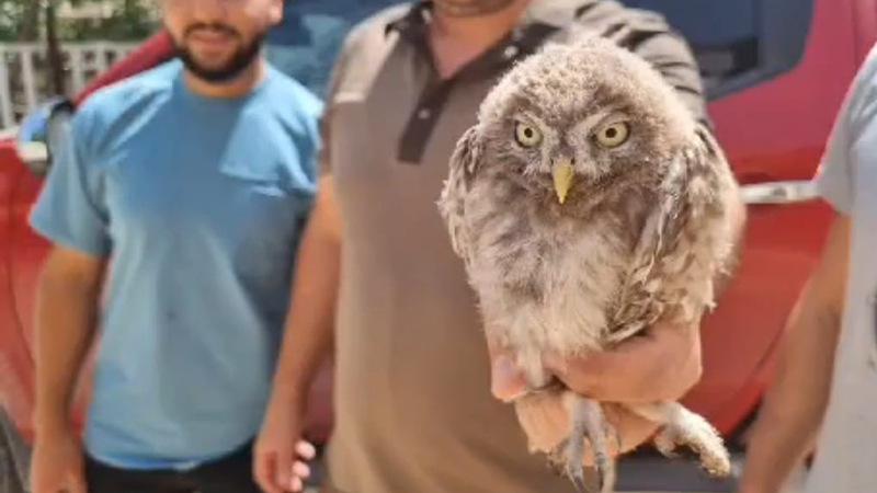 Şanlıurfa’da doğanın gizemli sakini tedavi altına alındı