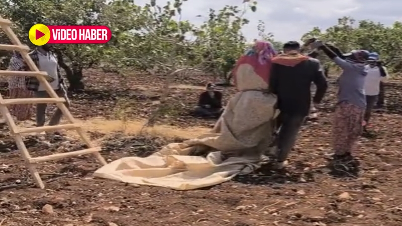 Yüksek yevmiye fıstık işçilerine moral oldu! Tarlada düğün…