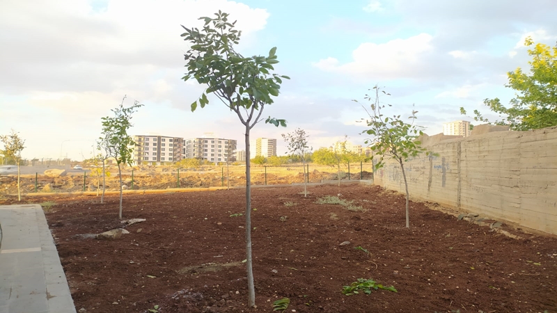 Siverek’teki park ve yeşil alanlara meyve ağacı dikilecek