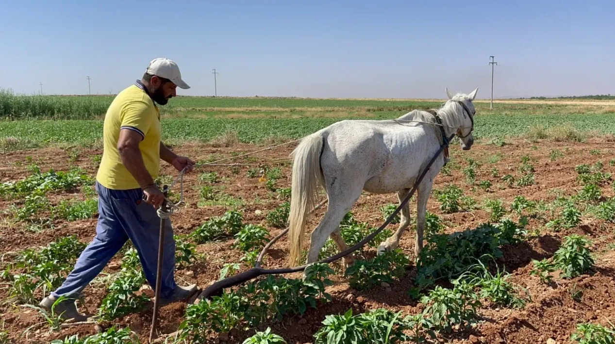 Şanlıurfa’daki çiftçiler için kritik uyarı! Sayılı günler kaldı…