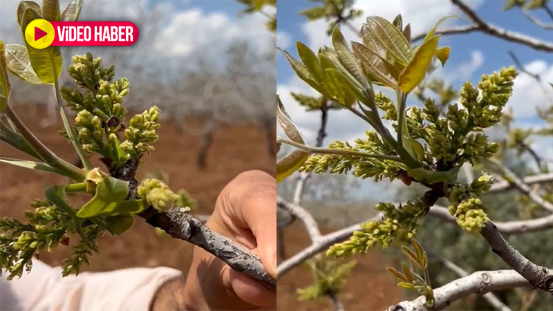 Her salkımı bereket: Güneydoğu Anadolu Bölgesi'nin yeşil altını filizlenmeye başladı