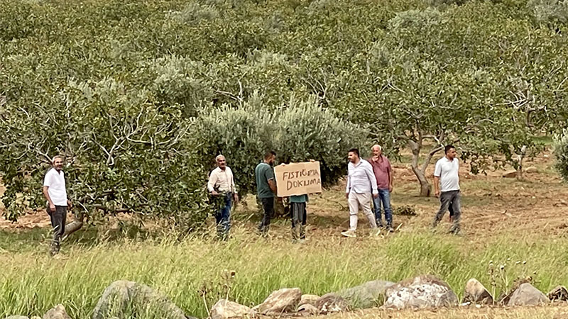 Şanlıurfa’da köylülerden imar tepkisi: “Fıstığıma dokunma”