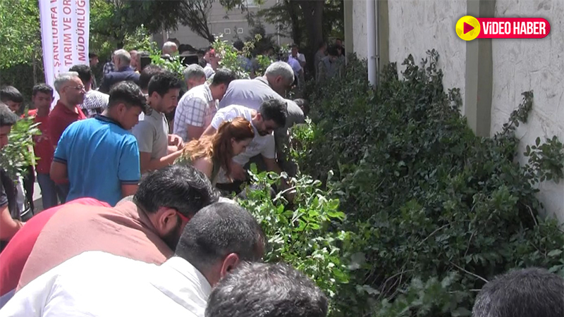 Türkiye’de en çok Şanlıurfa’da yetiştiriliyor! Binlercesi ücretsiz dağıtıldı