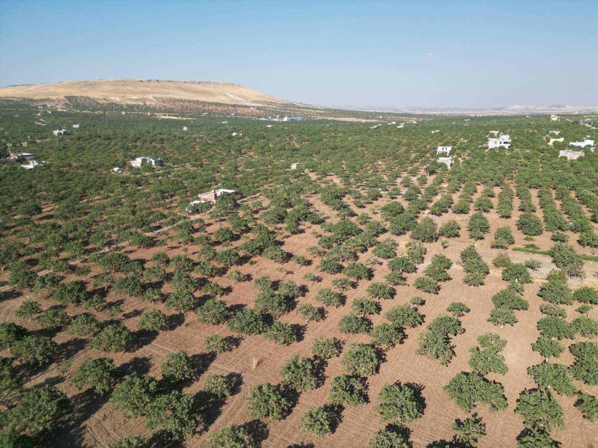 Devlet Şanlıurfa’da sudan ucuza arsa kiralayacak!  Sulu arazi 700 TL, fıstıklık 500 TL