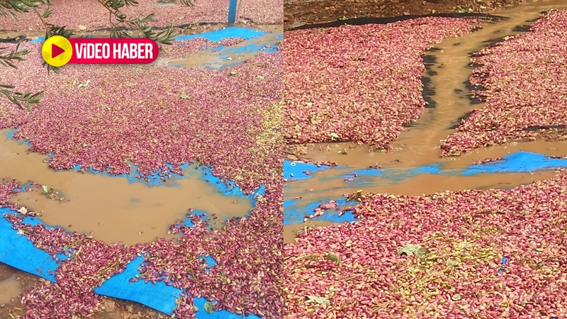 Şanlıurfa fıstığına nazar değdi! Düşük fiyatların ardından afet