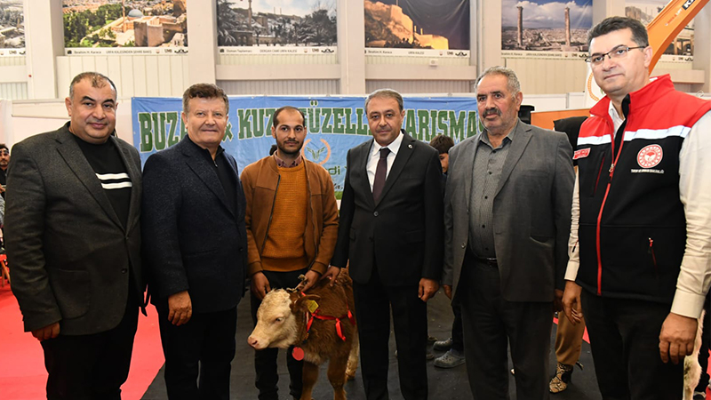 Şanlıurfa’da fuarın son gününde buzağı güzellik yarışması yapıldı