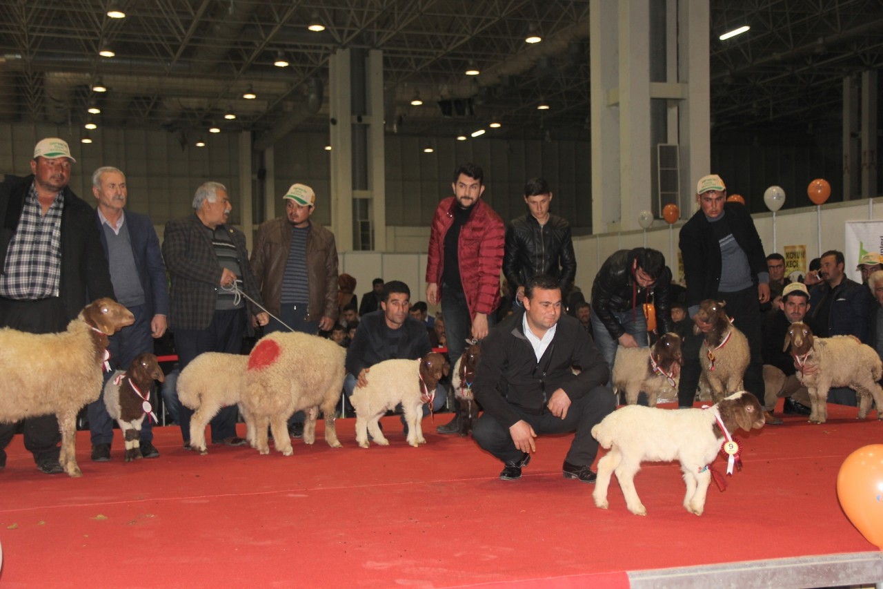 Şanlıurfa'da Tarım ve Hayvancılık Fuarı renkli geçiyor... Kuzu kuzu yarışacaklar